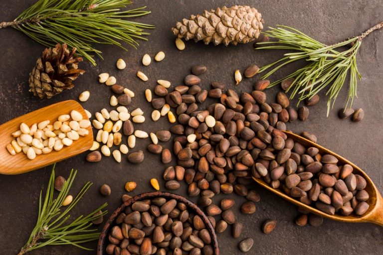 Чи можна їсти насіння кедра: користь і ризики