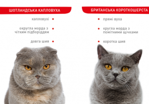 Чим відрізняється британський кіт від шотландського