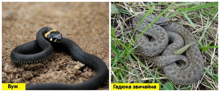 Чим відрізняється вуж від гадюки