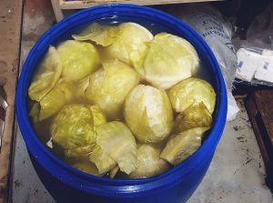 Як квасити капусту головками