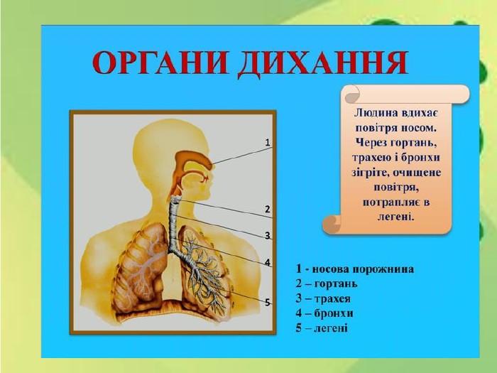 Як кисень потрапляє у наш організм