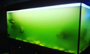Як міняти воду в акваріумі