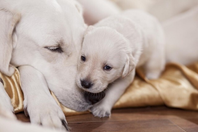 Коли можна забирати цуценят від мами: ветеринарні рекомендації та поради