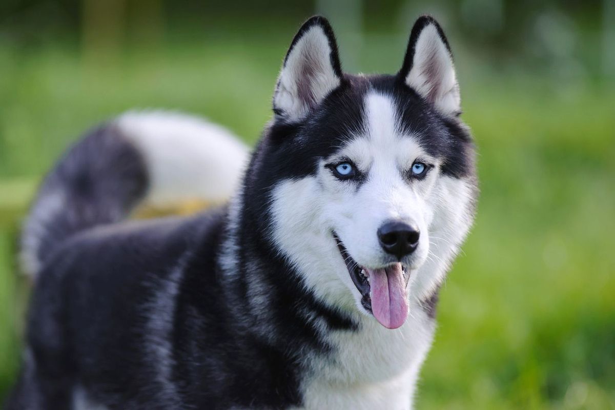 Скільки років живе собака: повний гід за породами та факторами