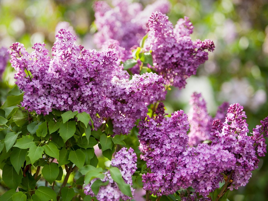 Чи можна рвати бузок: прикмети, традиції та сучасні реалії в Україні