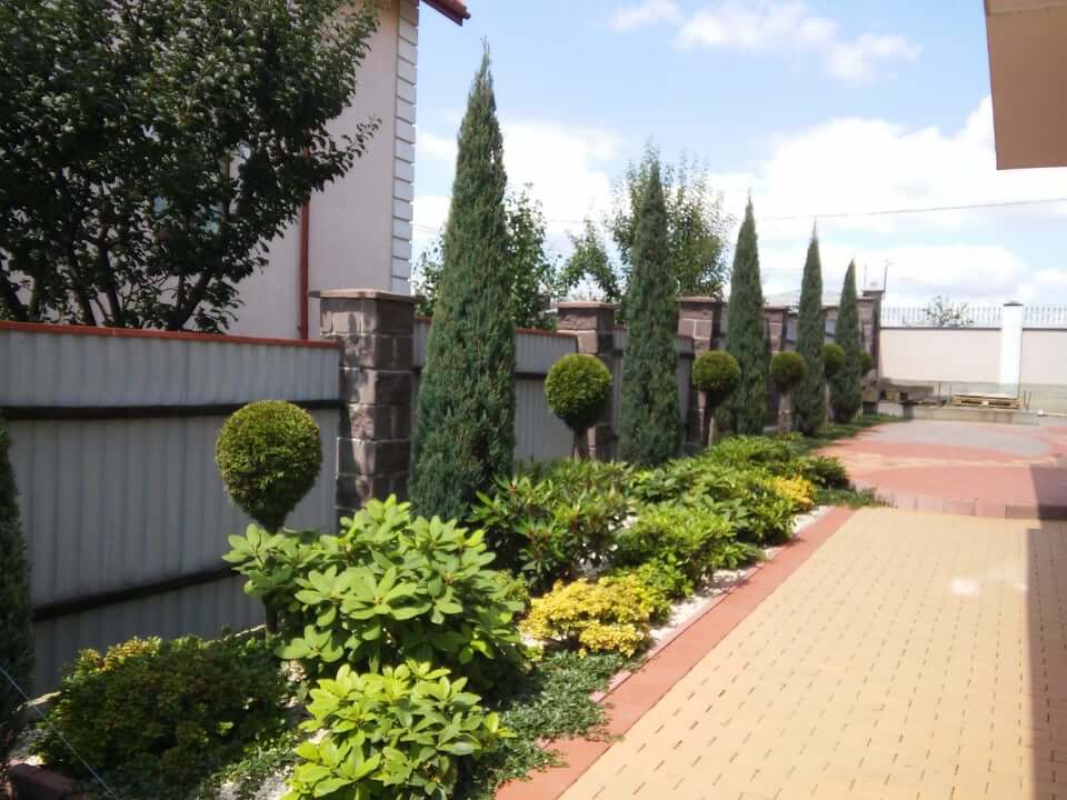 Дерева на прибудинковій території: правила посадки, догляд та секрети в Україні