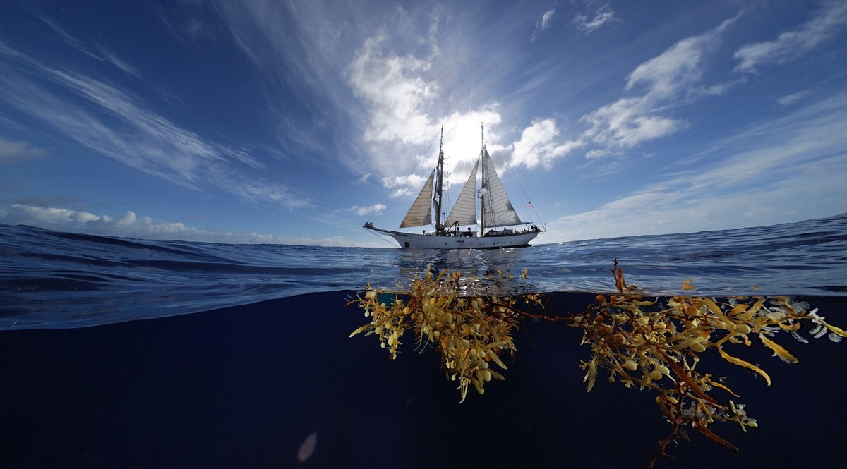 Саргасове море: де знаходиться ця загадкова перлина Атлантики
