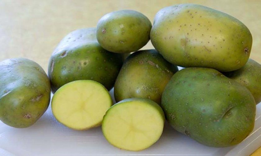 Чим шкідлива картопля: приховані загрози повсякденного продукту