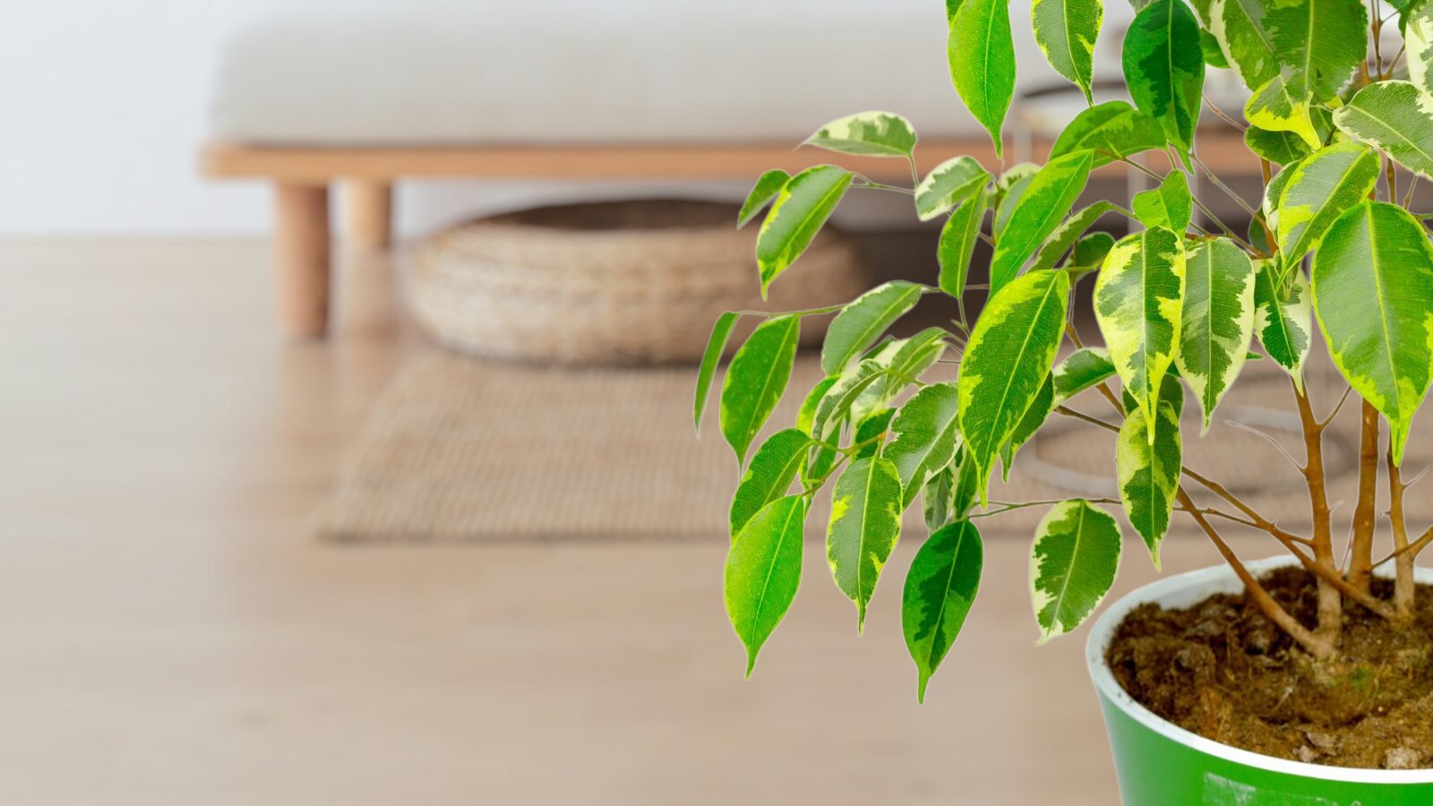 Як доглядати за фікусом: повний гід для здорової рослини