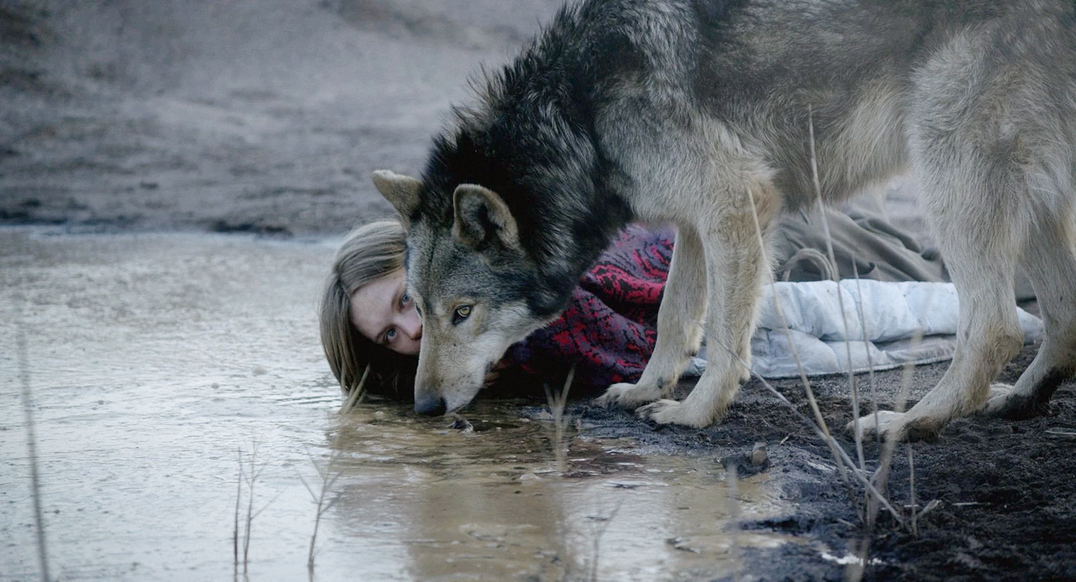 Фільми про вовків: від міфів до сучасного екрану