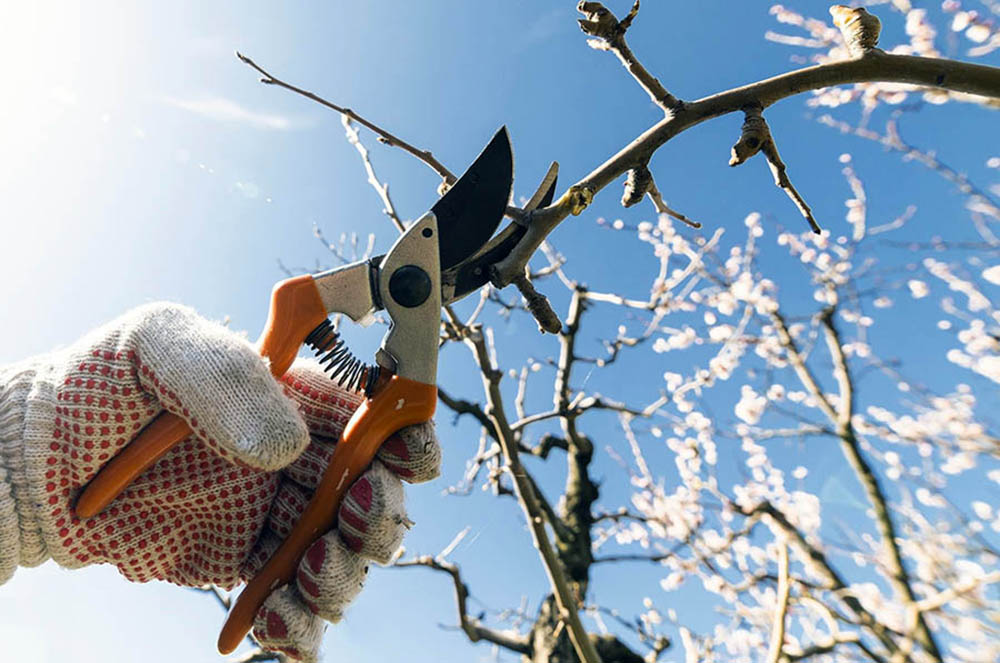 Як обрізати дерева навесні: повний посібник з техніками, порадами та інструментами