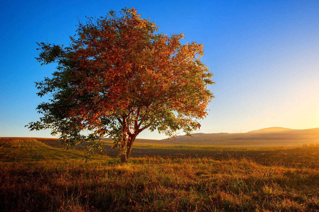 До чого сниться дерево: символи сили, зростання та таємниць душі