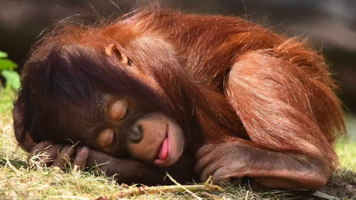 До чого сниться мавпа: повне тлумачення снів