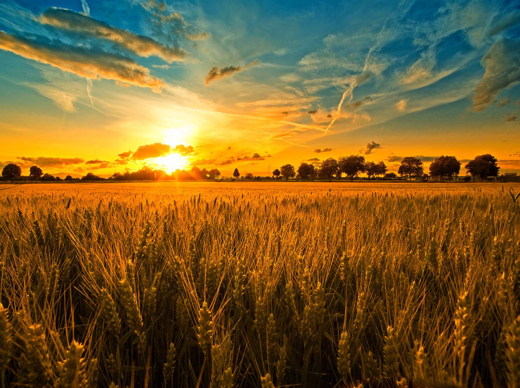 До чого сниться поле: глибоке тлумачення снів про безкраї простори