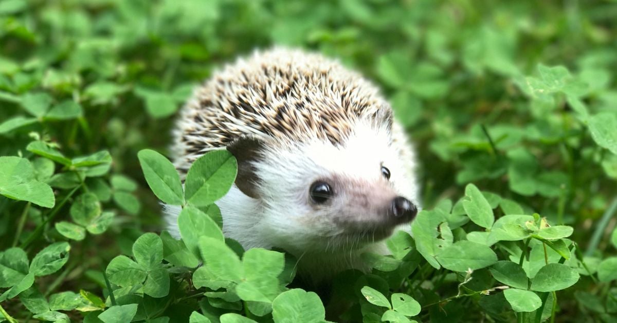 До чого сниться їжак: повне тлумачення сну