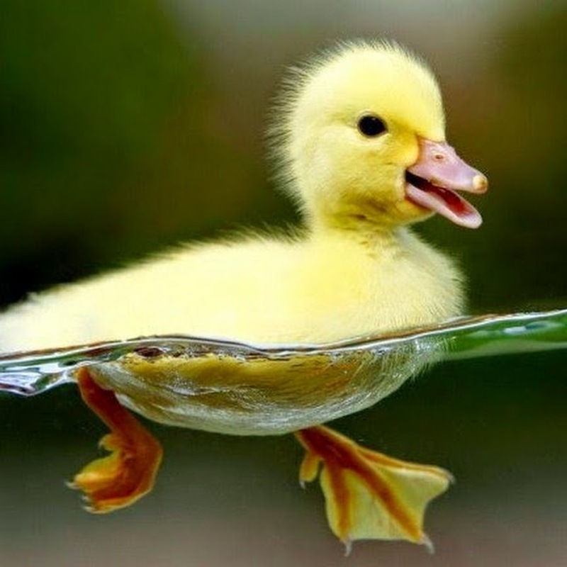 До чого сняться каченята жінці: таємниці снів і їх значення