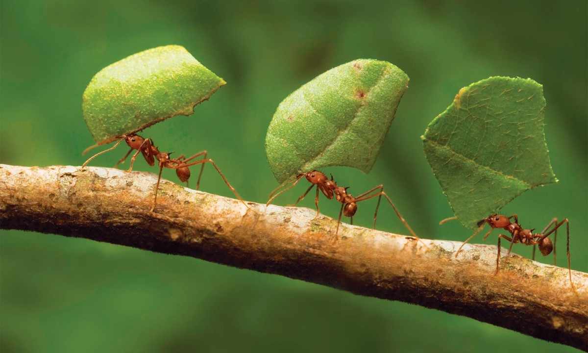 До чого сняться комахи: глибоке тлумачення снів