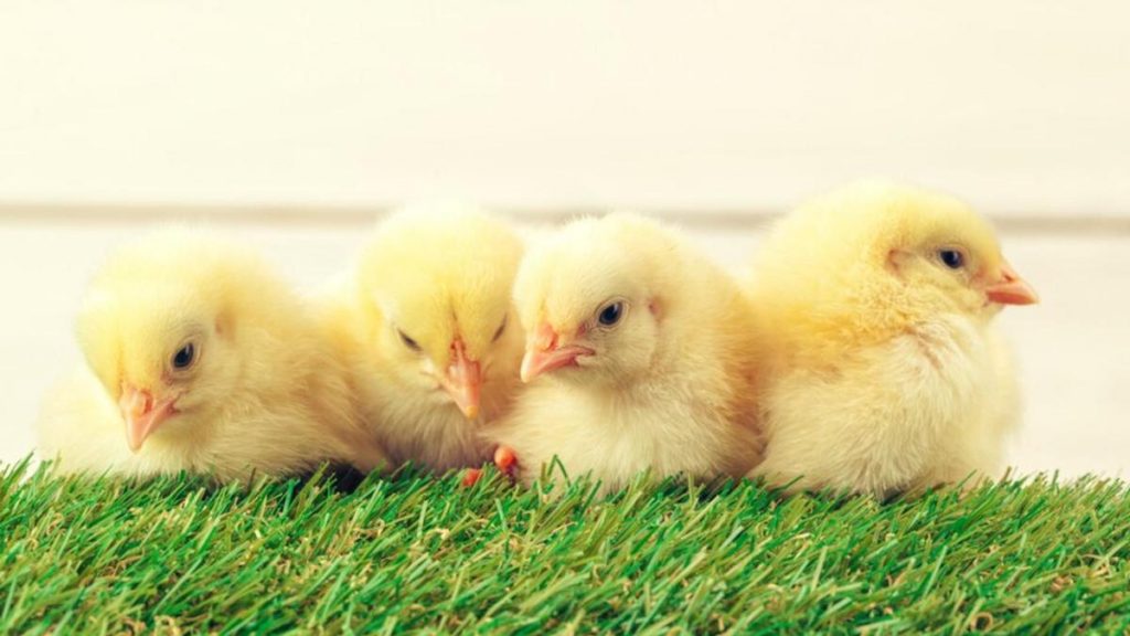 До чого сняться курчата: глибоке тлумачення снів і символіка