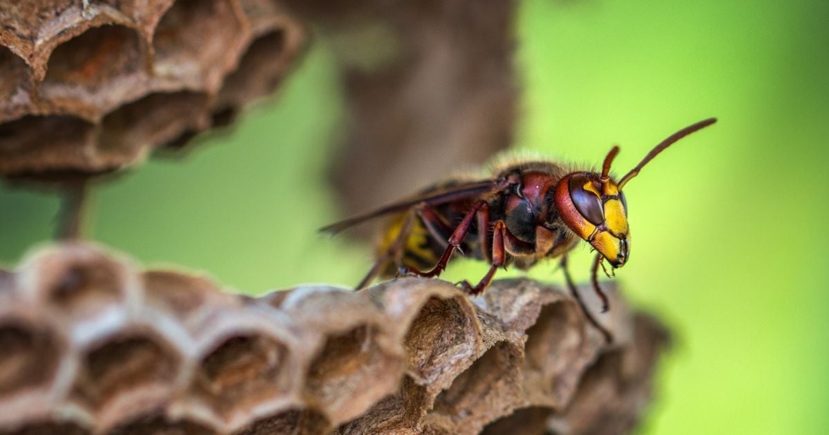 До чого сняться оси: тлумачення снів за сонниками та психологією
