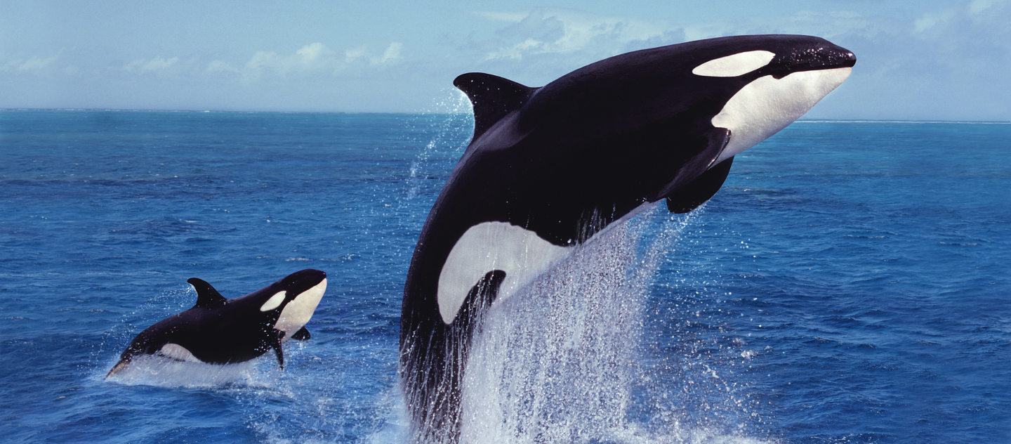 Косатки: Гігантські Хижаки Океану з Розумом Стратегів