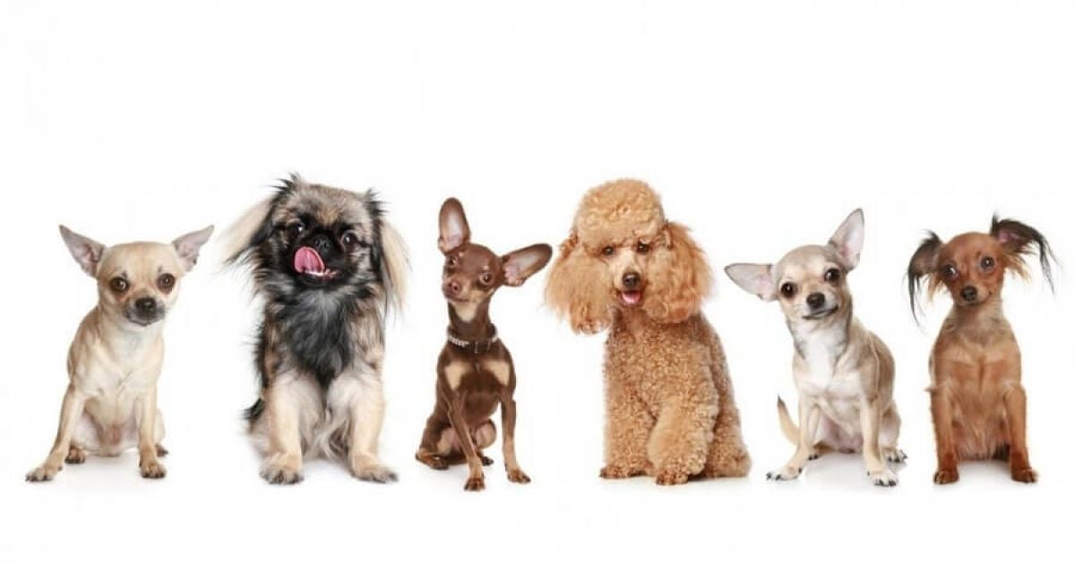 Породи Малих Собак: Повний Гід з Характеристиками та Доглядом