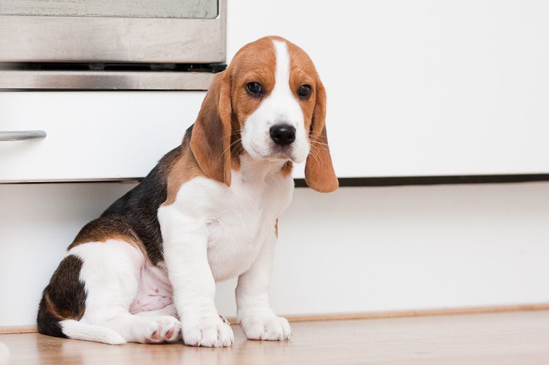 Середні породи собак для квартири: вибір, характеристики та секрети гармонійного співжиття