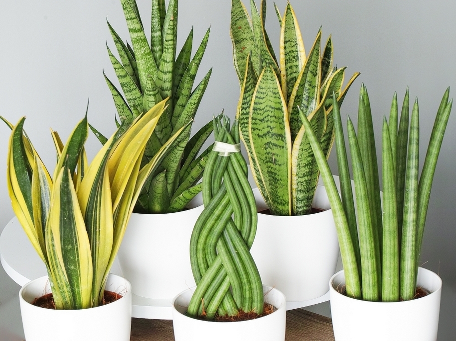 Тещин язик квітка: чи можна тримати вдома і як це вплине на ваш простір