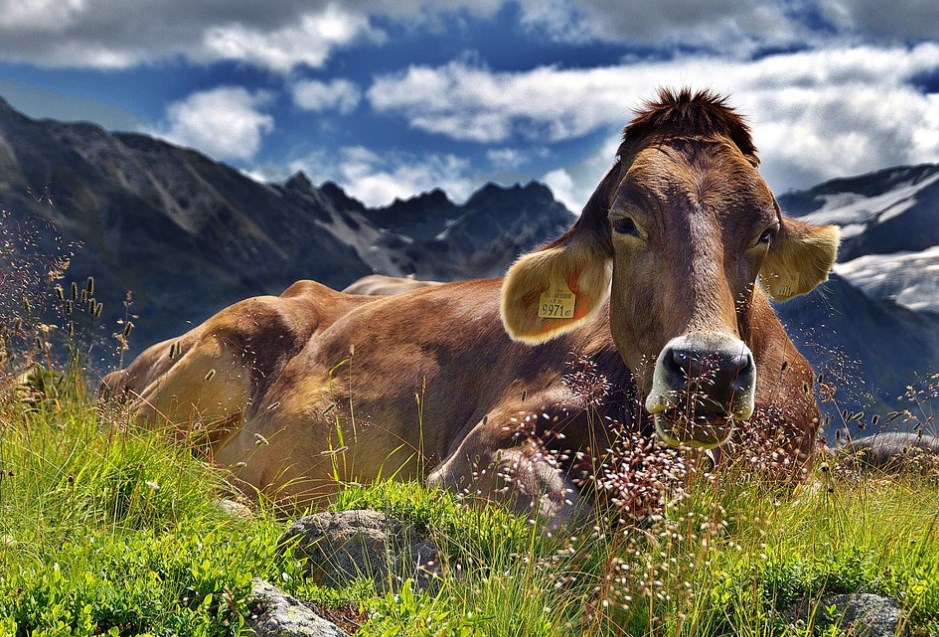 Цікаві факти про корову: глибинний погляд на унікальну тварину