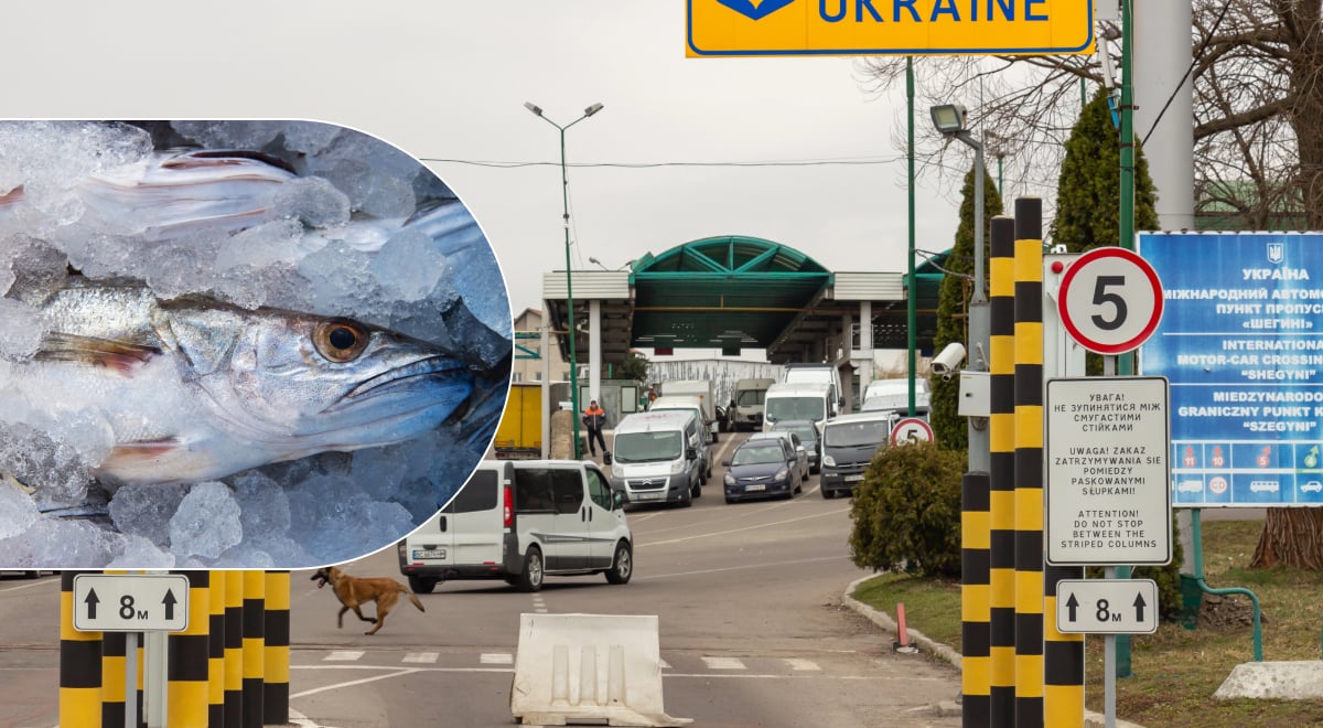 Чи можна перевозити рибу через кордон у 2026: детальний гід