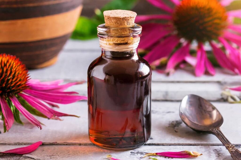 Що лікує ехінацея: повний гід по користі та застосуванню рослини