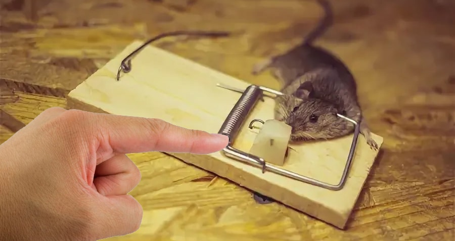 Як зловити щура: повний посібник з пасток і хитрощів