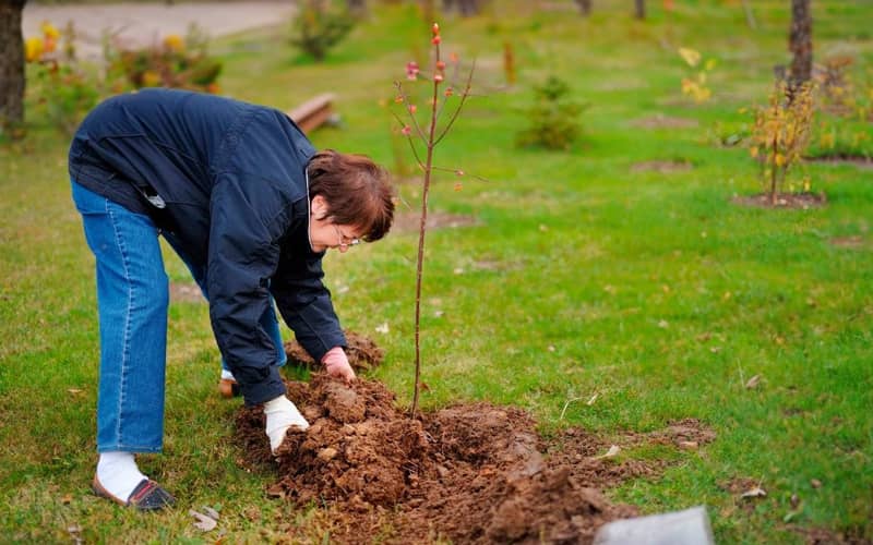Які дерева садять восени: найкращі для українського саду