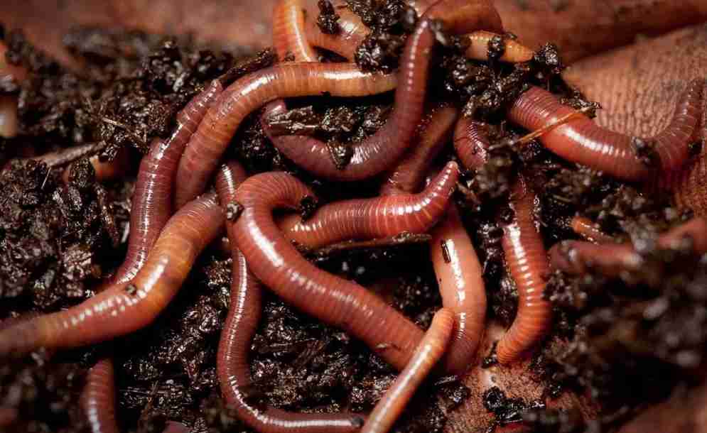 До чого сняться черви: глибоке тлумачення снів про хробаків і їх значення