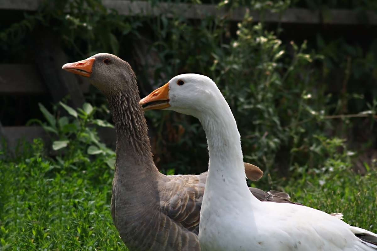 До чого сняться гуси: повне тлумачення снів з деталями