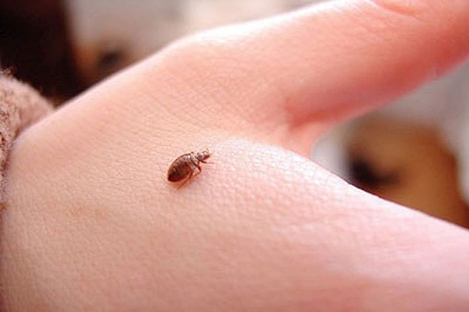 До чого сняться клопи: тлумачення снів за сонниками та психологією