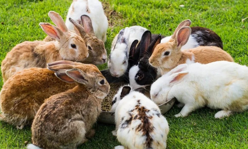 До чого сняться кролики: повне тлумачення снів і символіка