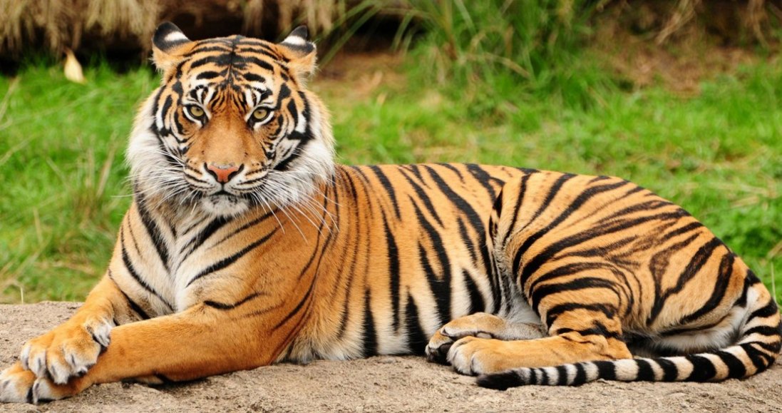 До чого сняться тигри: символіка сили та прихованих страхів у снах