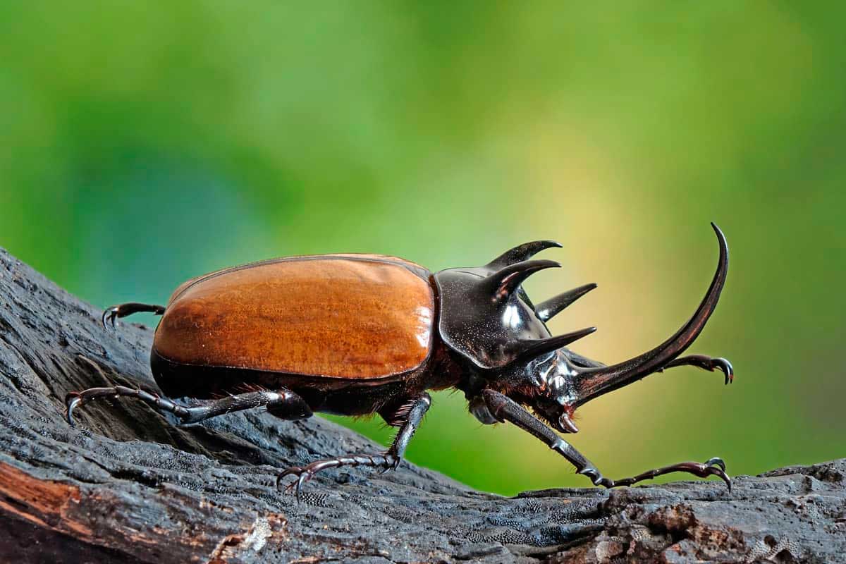 До чого сняться жуки в будинку: повне тлумачення снів