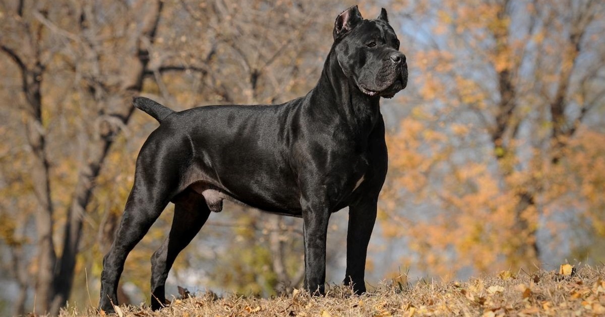 До чого сниться чорний собака: значення сну в сонниках і культурах