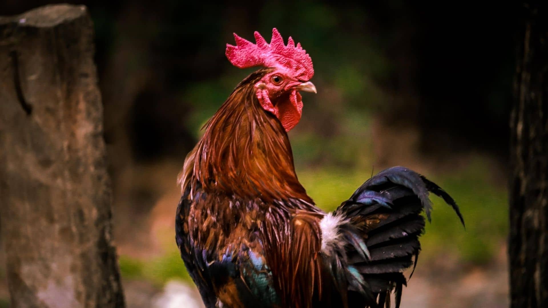 До чого сниться півень жінці: глибоке тлумачення сну
