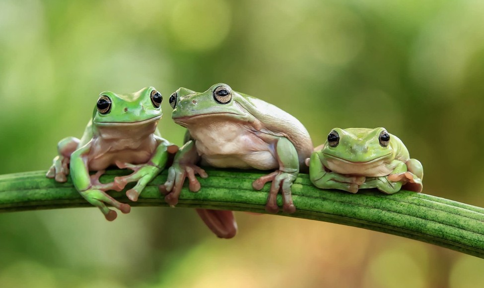 До чого сниться жаба: таємниці нічних бачень