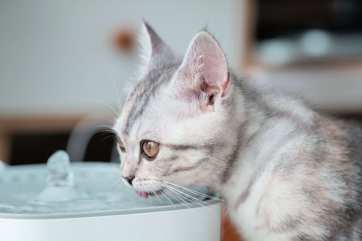 Кіт не їсть тільки п’є воду: причини, рішення та ветеринарні поради