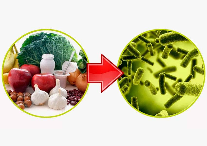 Пребіотики: що це таке і як вони оживають ваш кишечник