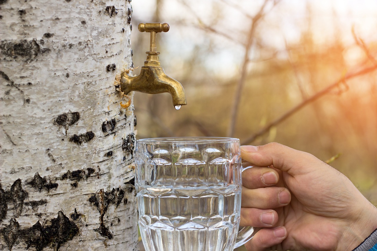 Березовий сік: користь і секрети весняного еліксиру