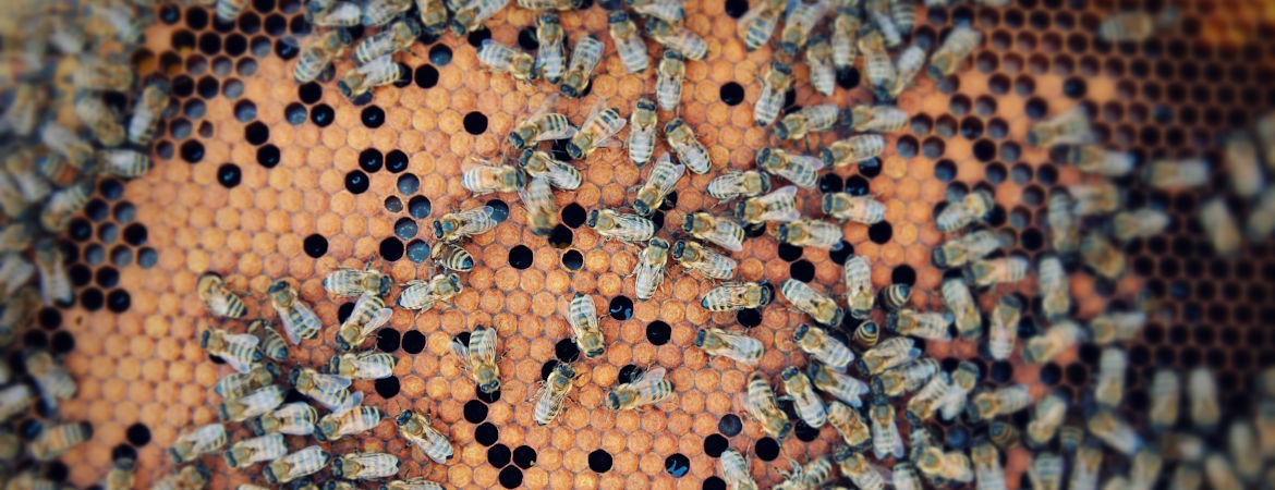 Де живуть бджоли: природні домівки та штучні вулики