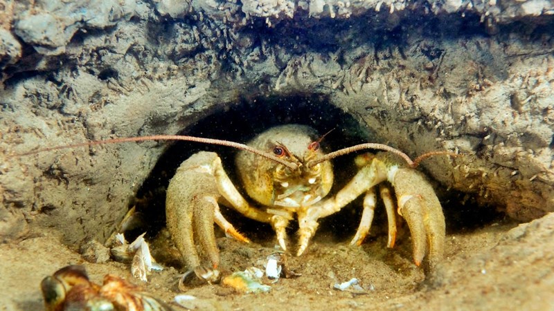 Де зимують раки: підводні укриття та секрети виживання