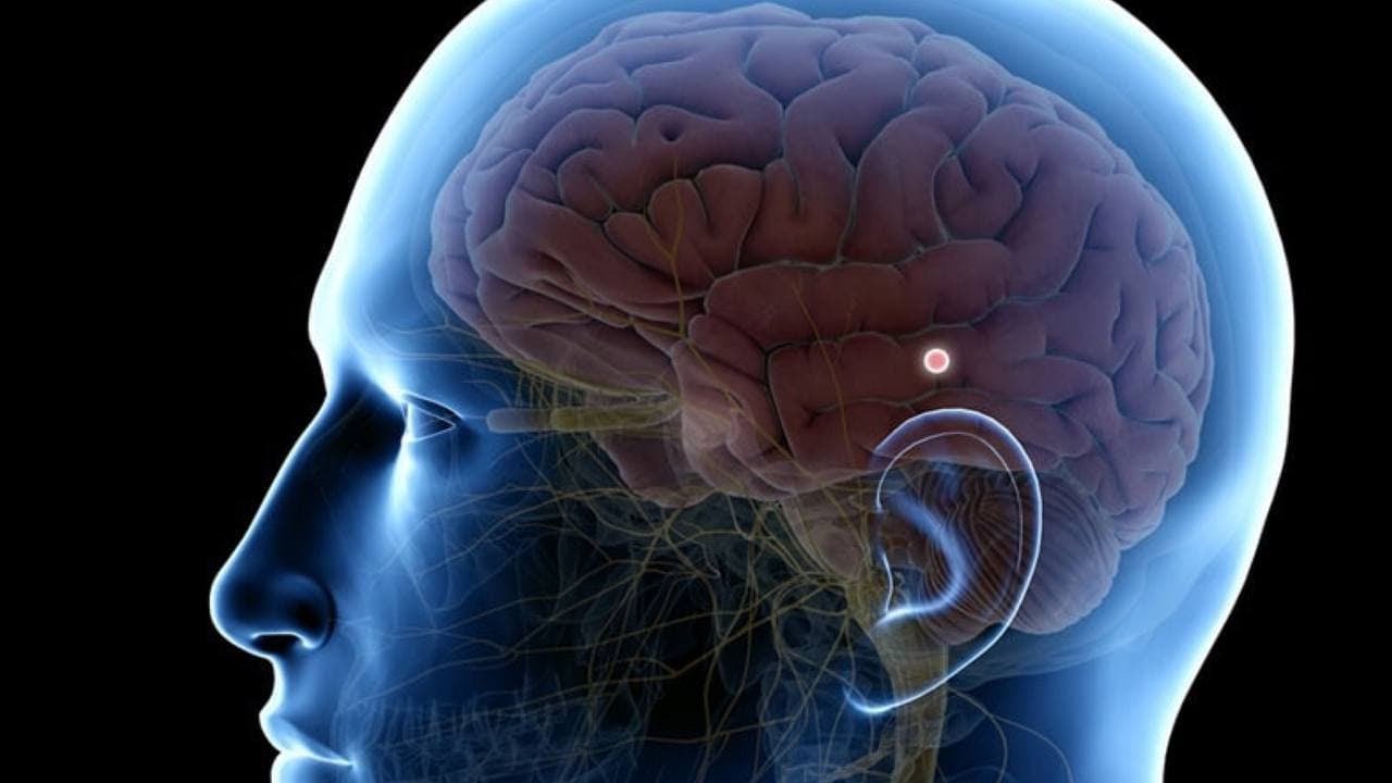 Де знаходиться епіфіз: анатомія та таємниці шишкоподібного тіла