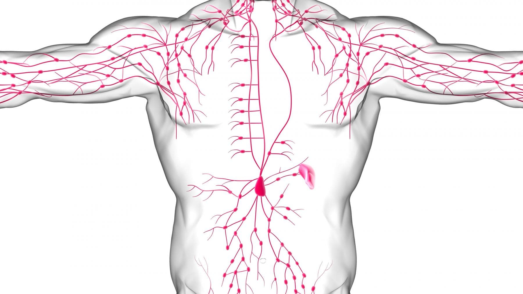 Де Знаходяться Лімфатичні Вузли: Повний Атлас Розташування в Тілі