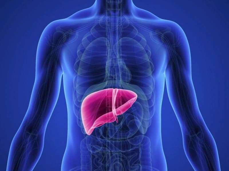 Де печінка в людини: анатомія, функції та ключі до здоров’я