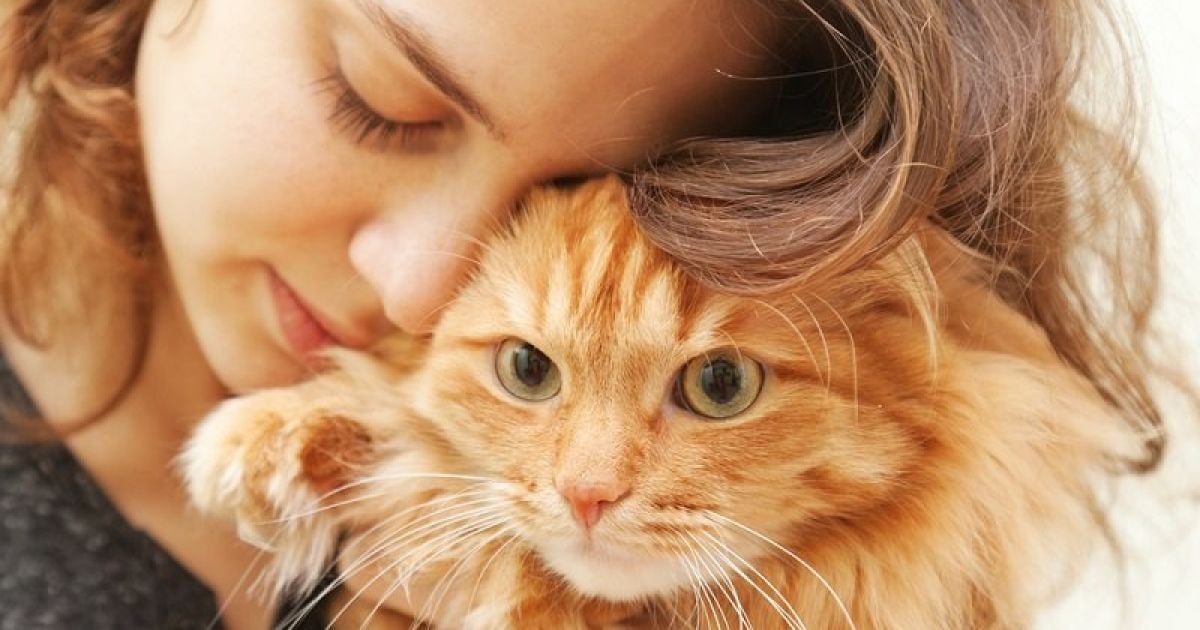 Найласкавіші породи котів: ті, що тануть від ваших обіймів